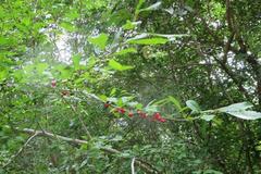 Ilex decidua