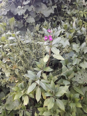 Impatiens glandulifera