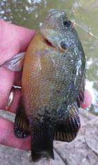 Lepomis cyanellus