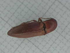Agriotes litigiosus