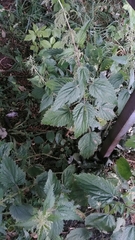 Urtica dioica