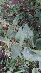 Urtica dioica