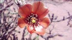 Cylindropuntia calmalliana