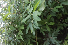 Lonicera caerulea edulis