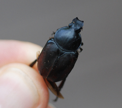 Dicronocephalus adamsi