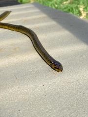 Atractus