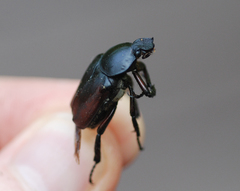 Dicronocephalus adamsi