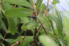Lonicera caerulea edulis