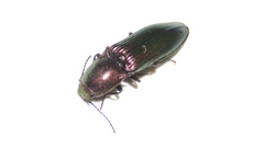 Nitidolimonius resplendens