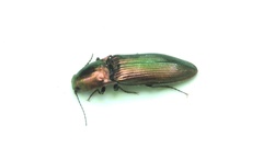 Nitidolimonius resplendens