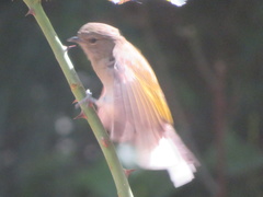 Prodotiscus zambesiae