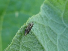 Latalus