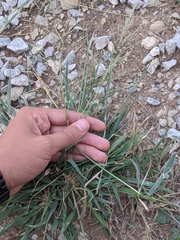 Eragrostis benthamii