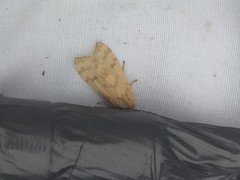 Halysidota tessellaris