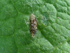 Latalus