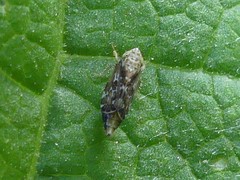 Latalus
