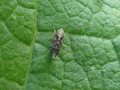 Latalus