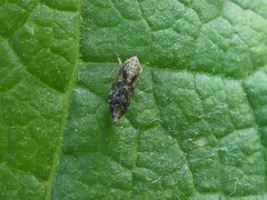 Latalus