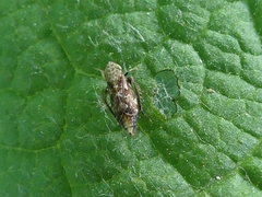 Latalus