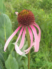 Echinacea atrorubens