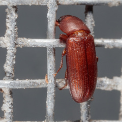 Tribolium castaneum