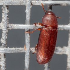 Tribolium castaneum