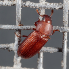 Tribolium castaneum