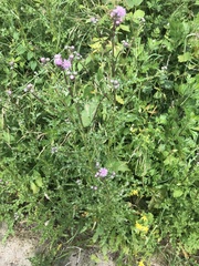 Cirsium