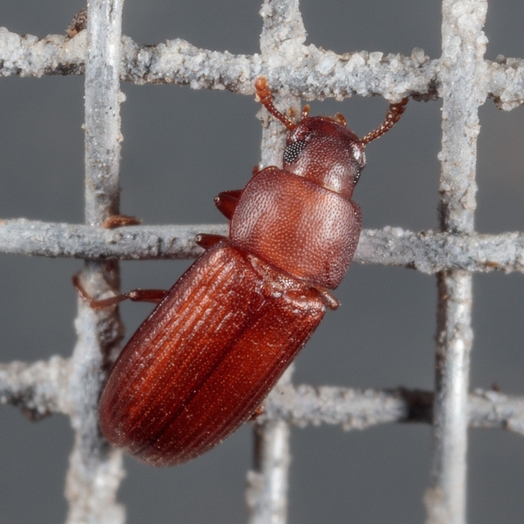 Rust-red Flour Beetle
