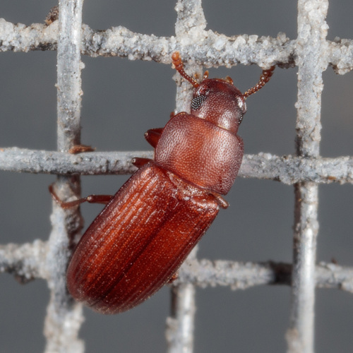 Rust-red Flour Beetle