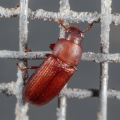 Tribolium castaneum