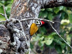 Chrysocolaptes guttacristatus
