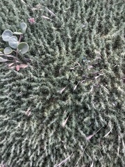 Cardionema ramosissimum