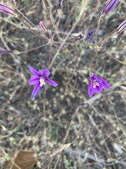 Brodiaea sierrae