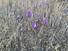 Brodiaea sierrae