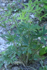 Ranunculus polyanthemos