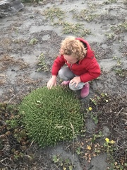 Cardionema ramosissimum