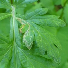 Liriomyza ptarmicae