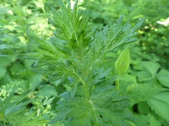 Liriomyza ptarmicae
