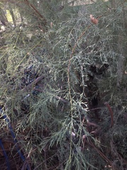 Tamarix