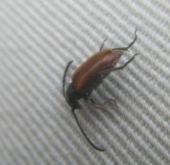 Pseudovadonia