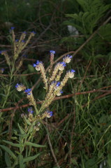 Anchusa leptophylla