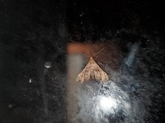 Palthis asopialis