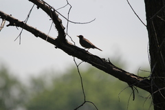 Turdus migratorius