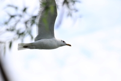 Larus delawarensis