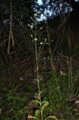 Silene viridiflora