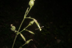 Silene viridiflora