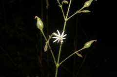 Silene viridiflora