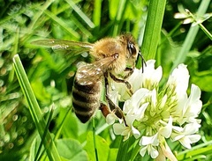 Apis mellifera