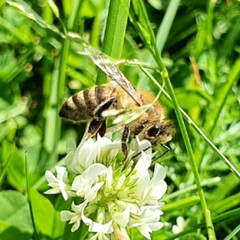 Apis mellifera